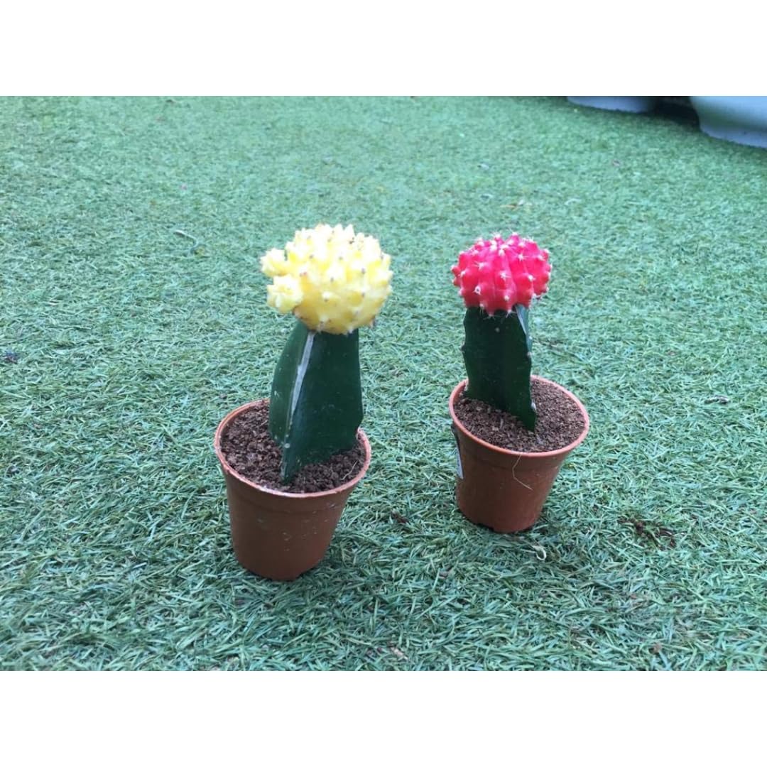 CAPPL Moon Small Cactus with Plastic Pot (Red and Yellow, 2 Pieces) (B08C9V87BY) Amazon Price History, Amazon Price Tracker