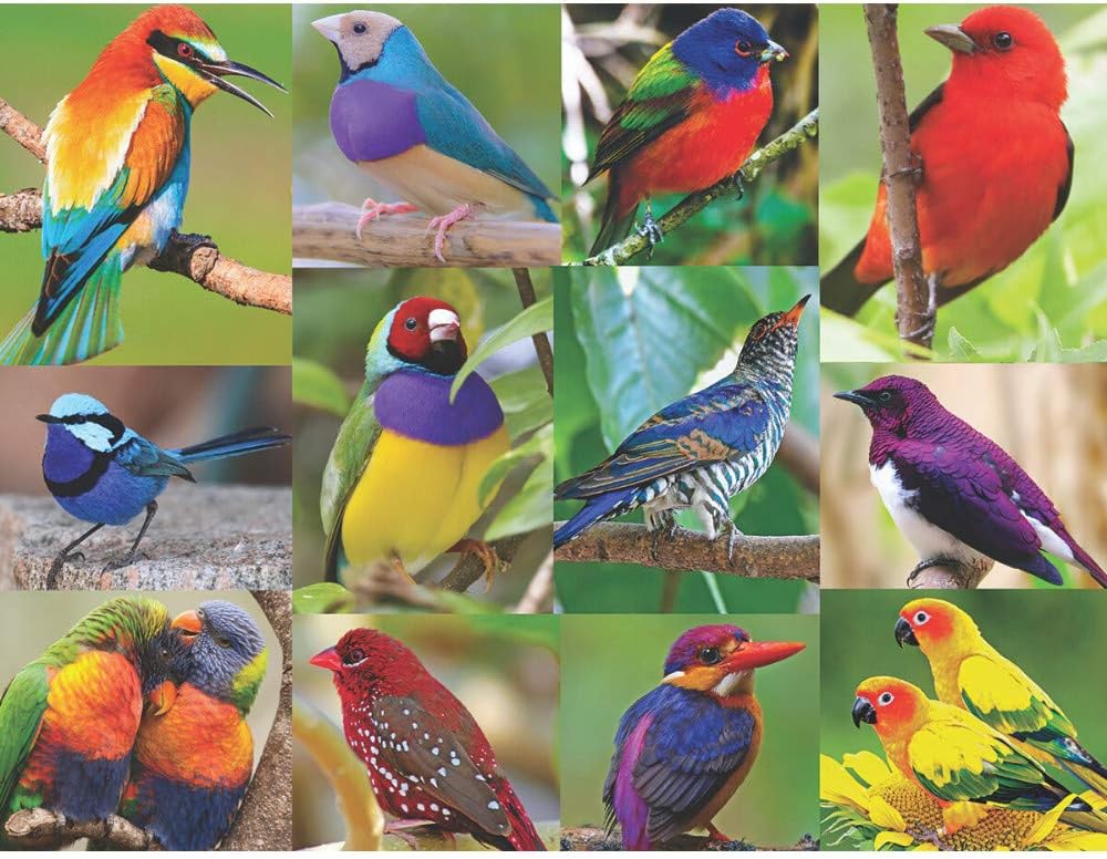 Springbok's 500 Piece Jigsaw Puzzle Birds of Paradise - Made in USA