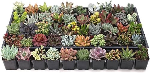Miniatura 2 de Mountain Crest Gardens Paquete variado de suculentas definitivas, 50 plantas vivas únicas, muchos tipos, enraizadas en macetas de 2 pulgadas,