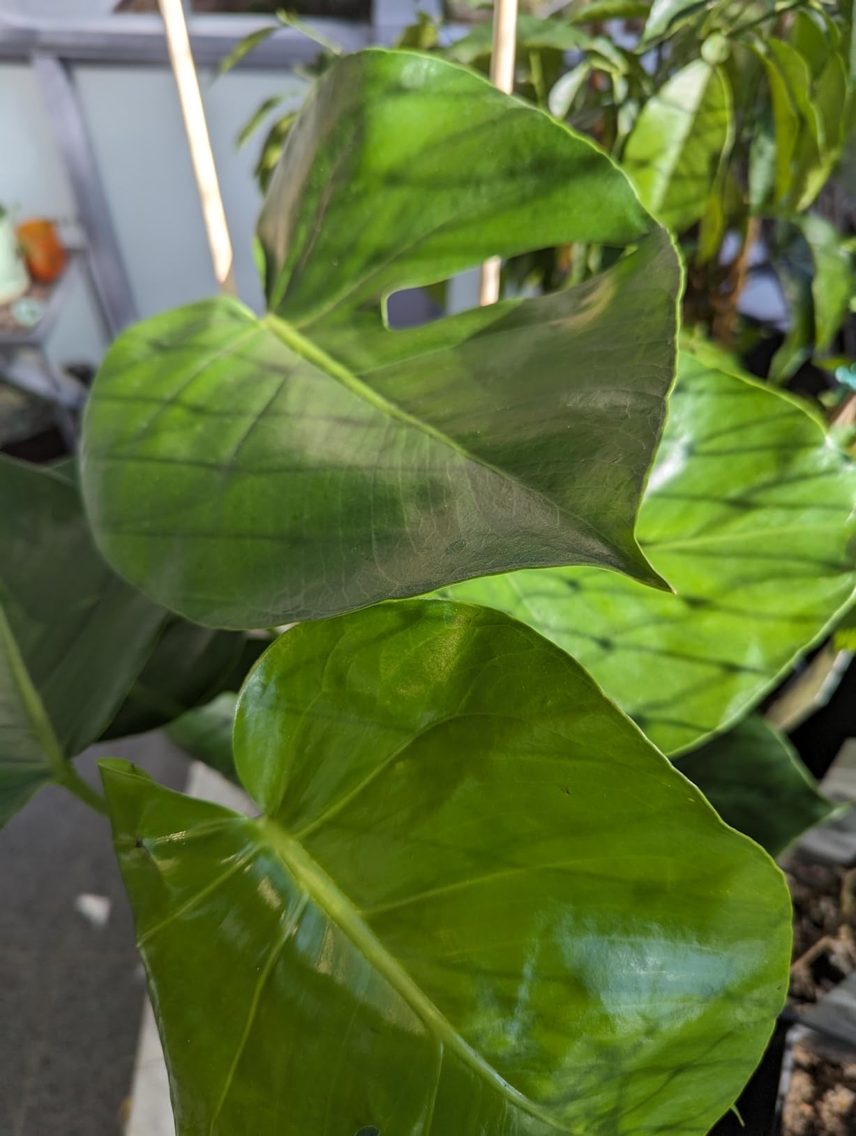 Monstera Deliciosa Lochpflanze Zimmerpflanzen groß Luftreinigend