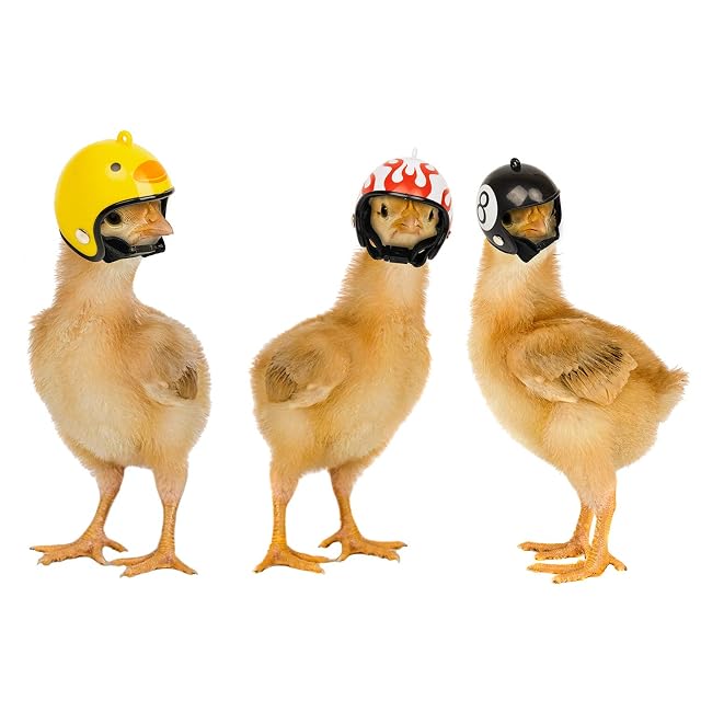 Foto 3 de 8 de Casco de Pollo, 4 Unidades, para gallina, para Proteger la Cabeza, para pájaros, para gallinas y pájaros