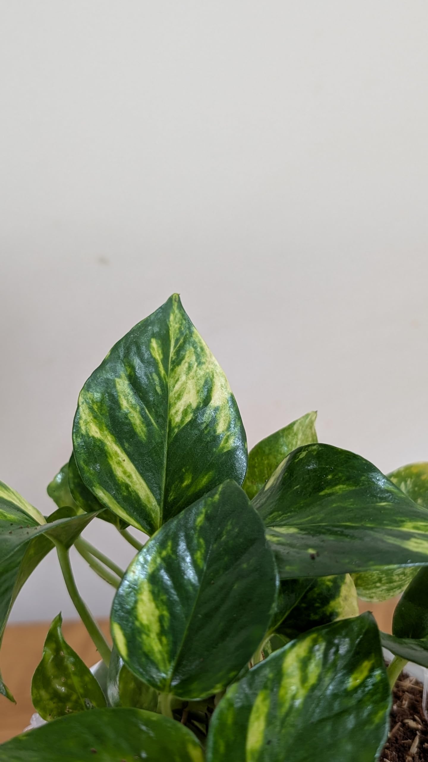 LittleJungle Pothos Golden - Live Plant with 5.5 Inches White Decor Pot | Indoor Plants For Home | Money Plants | Live Plants Indoor | Air Purifying Plant | Live Plant With Pot For Home Decor |