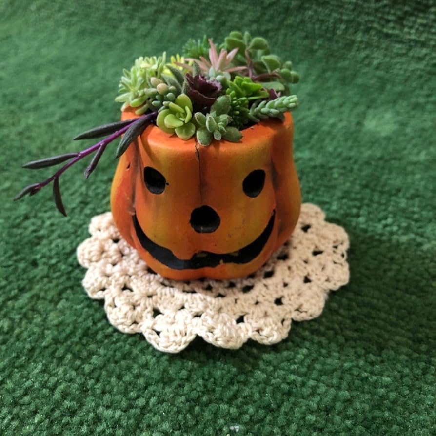 Amazon.co.jp: 無農薬 多肉植物 ちまちま寄せ植え ハロウィン