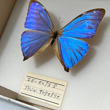 エガーモルフォチョウ♂♀標本 南米ブラジル産♀茶系美麗♂キラキラ感強 Amazon.co.jp: お5 モルフォ蝶 標本 エガーモルフォ ブラジル