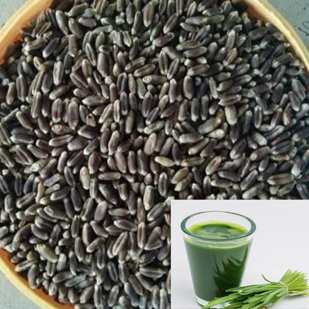 Seedbasket Organic Wheatgrass Microgreen seeds for Wheat grass juice (100 Grams | 1800 Seeds) (Black Wheatgrass Seed) (B0CQXTGHHN) Amazon Price History, Amazon Price Tracker