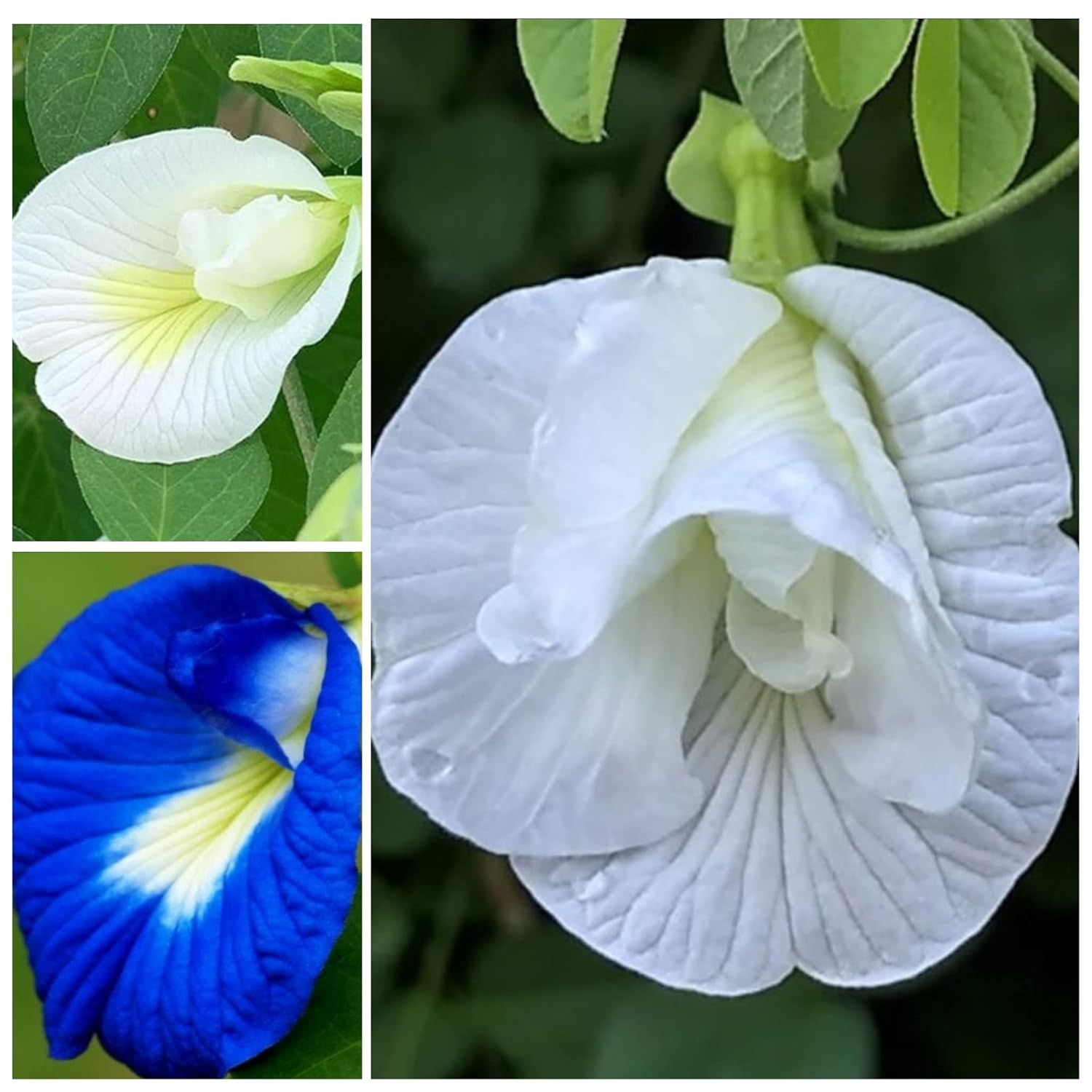 Vinca Art Aparajita Blue and White Single and Double Petals Seeds