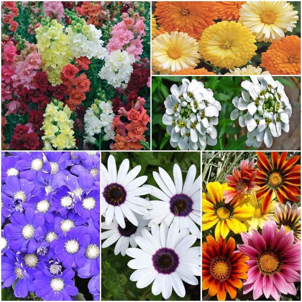 Biocarve Medium Stunning Winter Bedding Flowers-6 Packets (Dog flower semi tall 200 Seeds, Candituft 100 Seeds, Cineraria maritima 20 Seeds, Dimorphotica 100 Seeds, Gazania 100 Seedsand Calendula F G Mix 100 Seeds) (B01GG39BQ8) Amazon Price History, Amazon Price Tracker