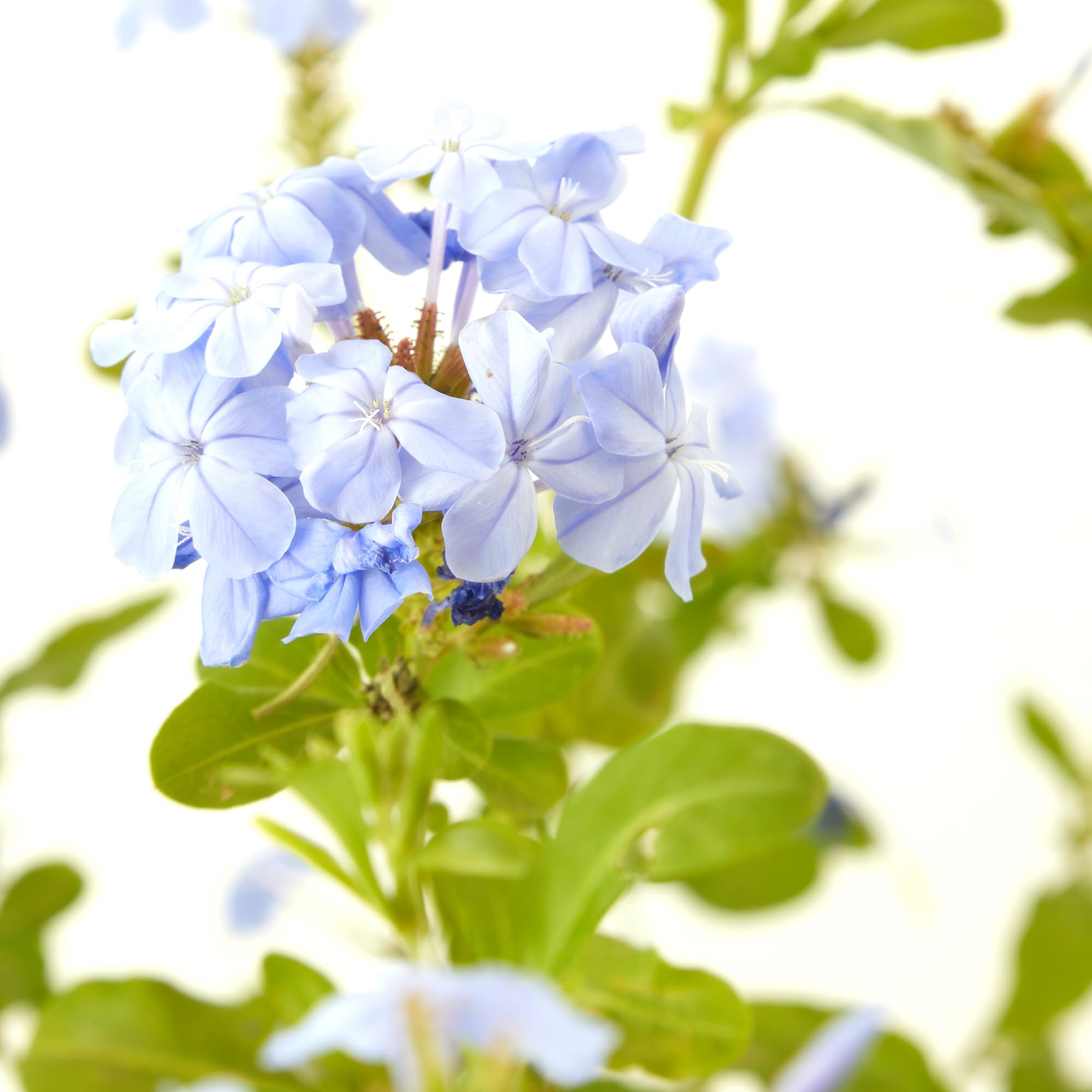 Verdecora Jazmín Azul | Planta natural de exterior en maceta de 3L | Plumbago Azul - Plumbago del Cabo - Jazmín del Cielo | Planta trepadora | Planta natural de exterior con flor |