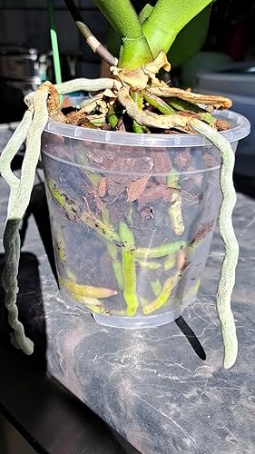 30 Vasi Per Orchidee Trasparenti Con Fori Di Drenaggio - Set Da 9/10/13 Cm, Con Tappetino Ed Etichette Per Piante