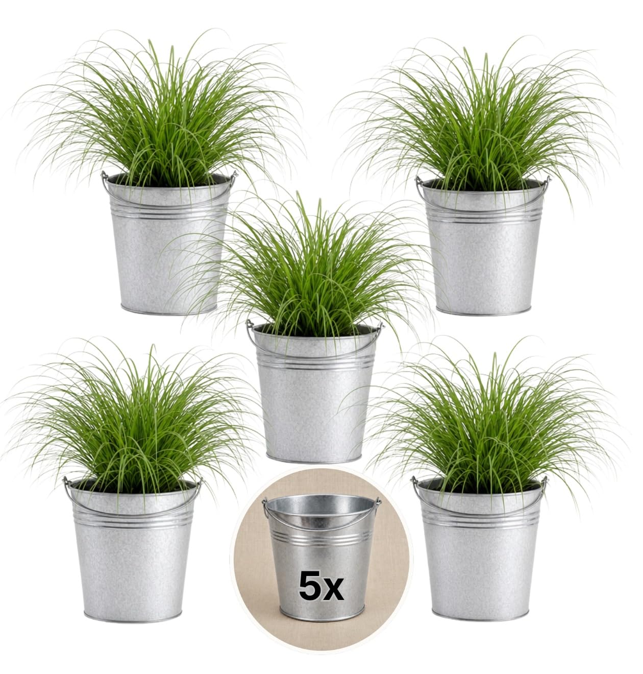 Pflanze Plus | Erba gatta (Cyperus zumula) | Lotto da 5 piante con vaso in zinco | Pianta da interno facile da curare