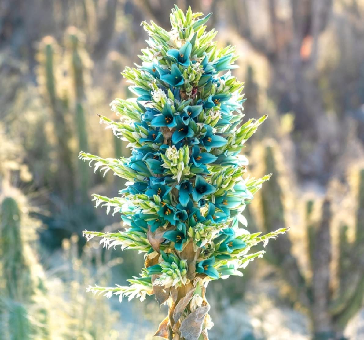 Amazon.com : 20 Sapphire Tower Seeds for Planting - Rare Flowering