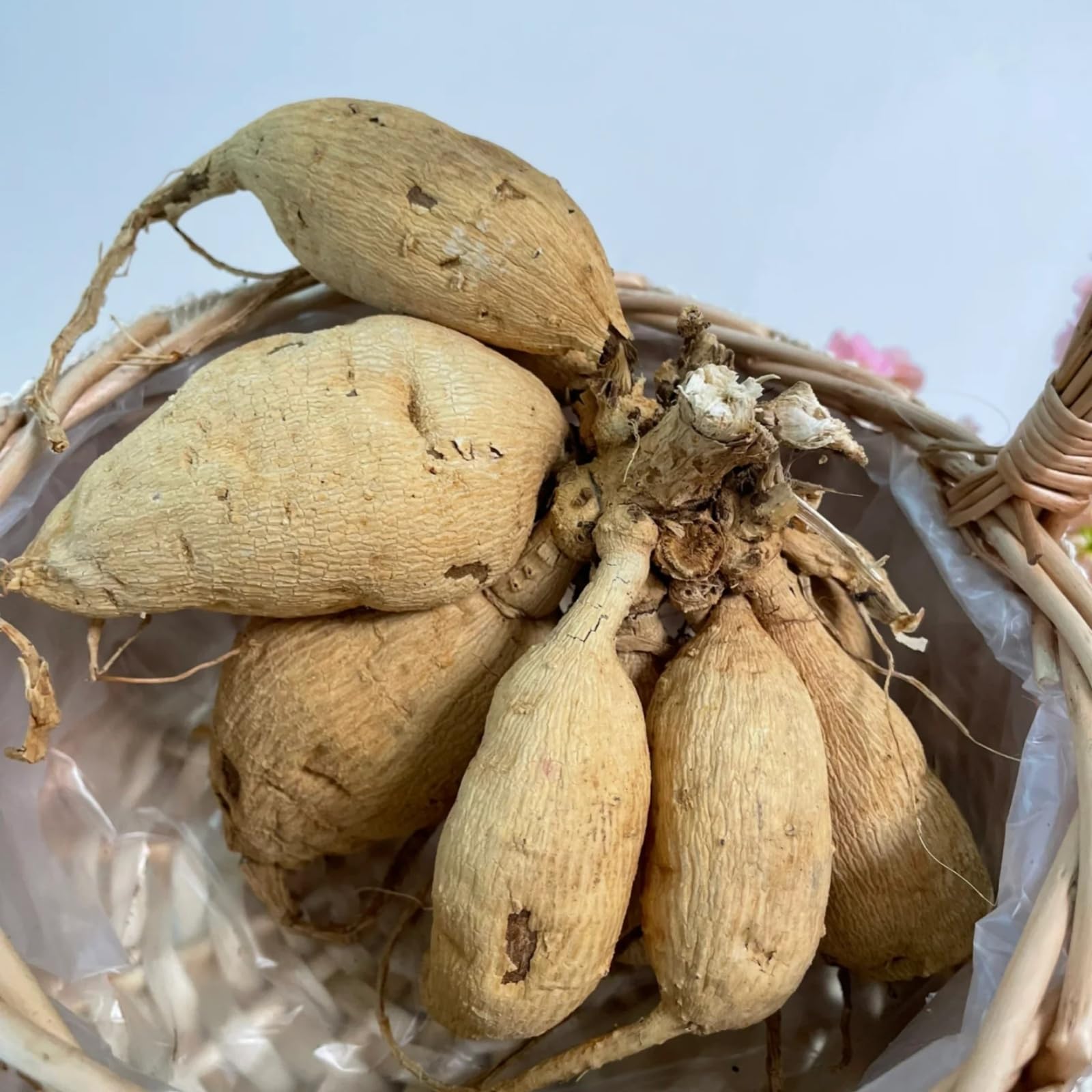 [ICFHYSR] Robuste Dahlien – Beständige Blütenschönheit als markanter Gartenblickfang-10zwiebeln-A