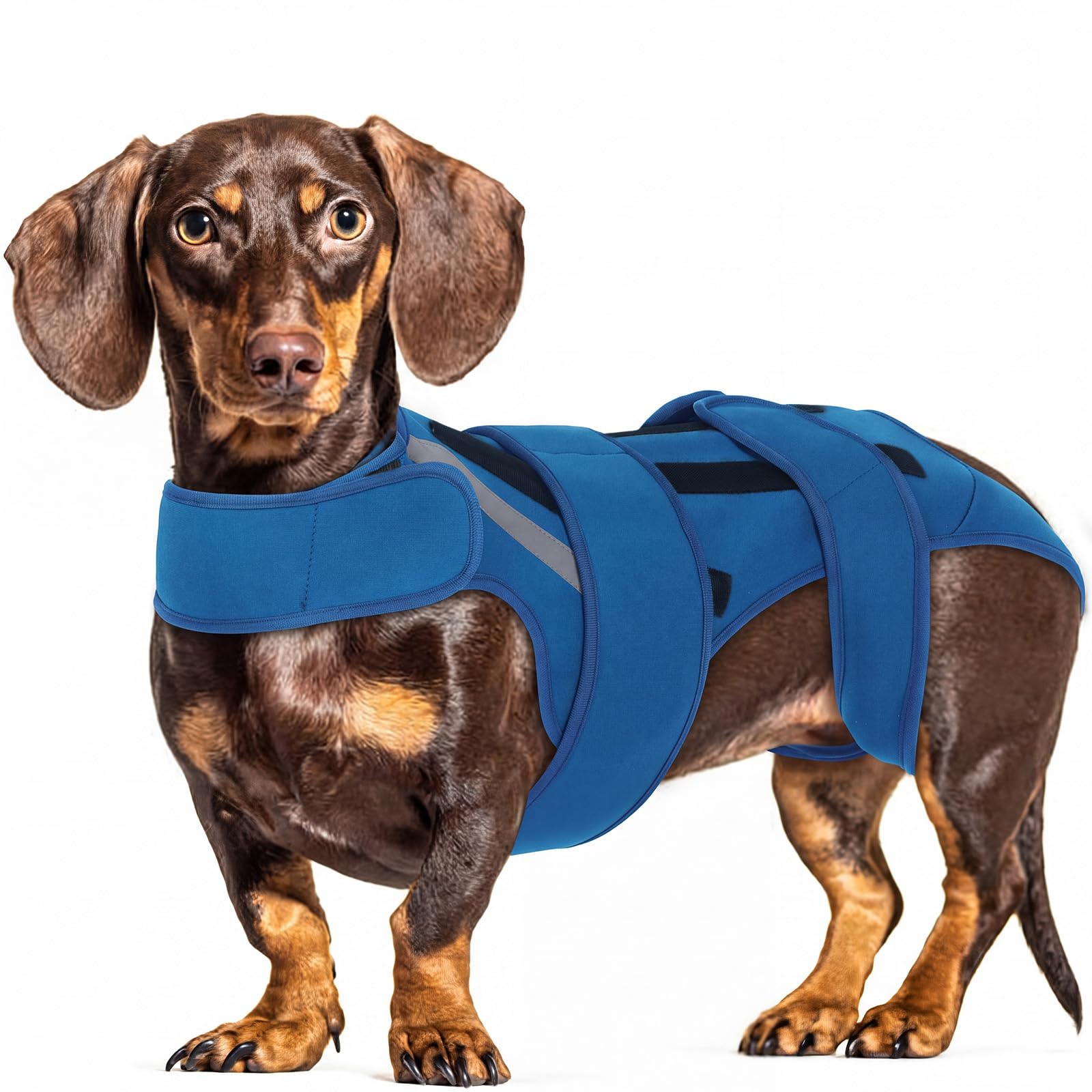 Hjyokuso Dog Back Brace S, Adjustable Spine Support Vest for IVDD, Slipped Disc, Herniated Disc, Arthritis, Post Surgery Recovery, Back Pain Relief for Dachshund,Corgi Blue