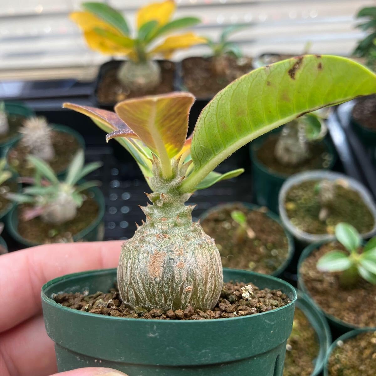 Amazon｜パキポディウム ウィンゾリー 実生 まん丸 塊根植物