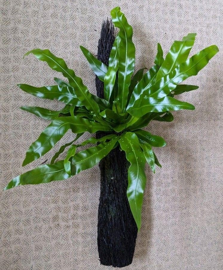 【現品】オオタニワタリ　天然ヘゴ付き　（1） 現品】オオタニワタリ 天然ヘゴ付き （1）