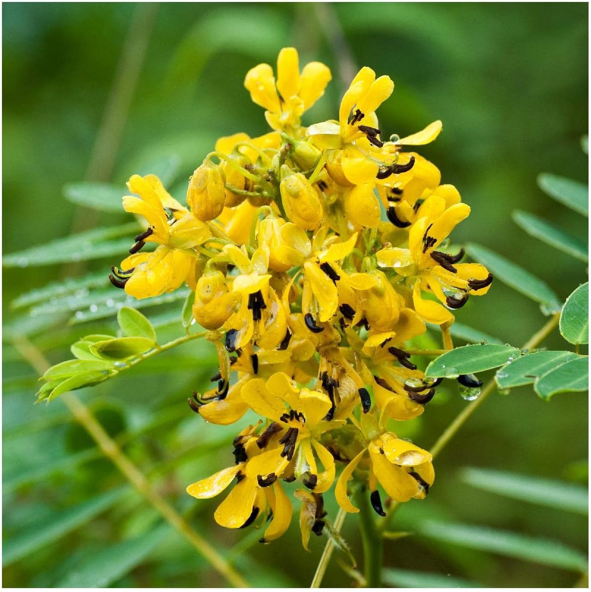 Everwilde Farms - 1 Lb Wild Senna Native Wildflower Seeds - Gold Vault