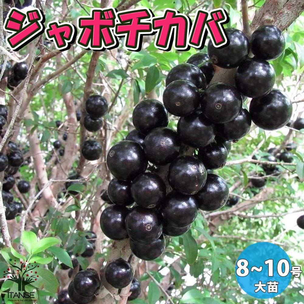 Amazon.co.jp: ジャボチカバ8号～10号鉢 大苗【果樹苗 5年生大苗/1個 