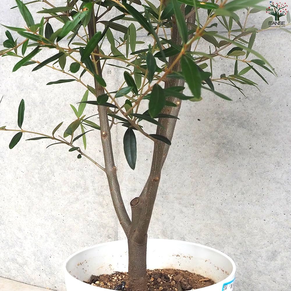 Amazon.co.jp: ITANSE オリーブの苗木 1個売り 品種 ひな