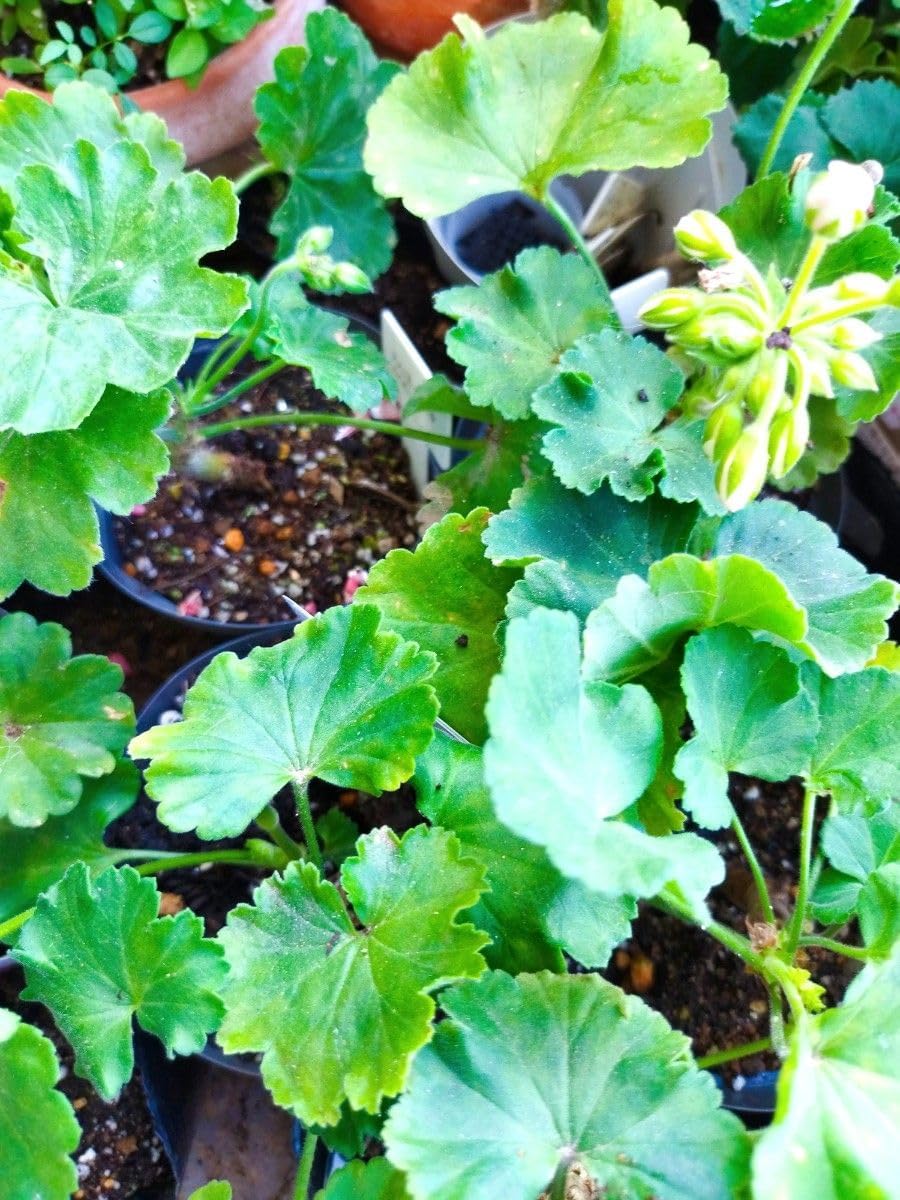 入手難しい 切り花品種 薔薇苗 複色 レア薔薇VIP切花薔薇大苗 超希少