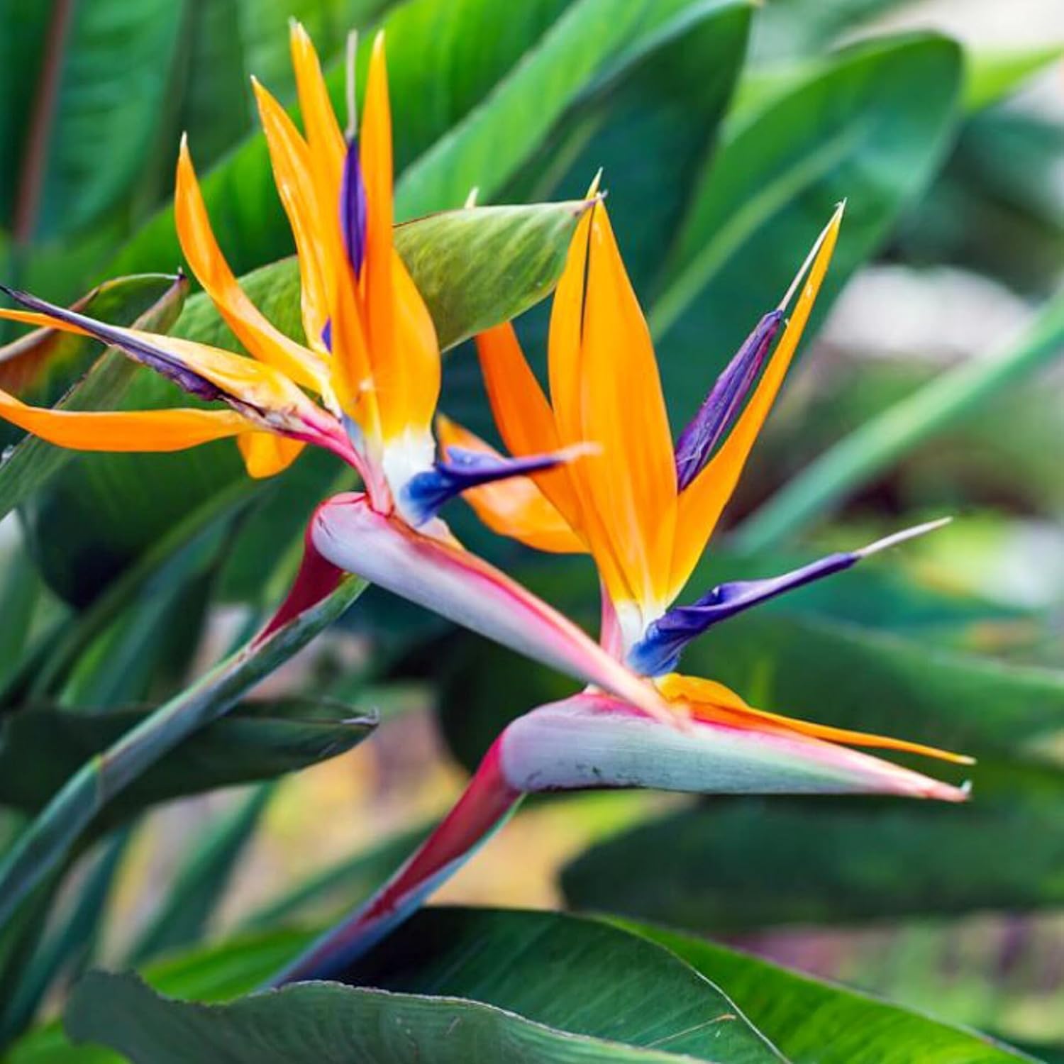 Bird of Paradise Live Plant|| Exotic Tropical Indoor & Outdoor Ornamental Plant||Strelitzia Bird of Paradise Plant ||Decorative Air Purifying Houseplant||(pack of-1 healthy plant) A_27-image-31
