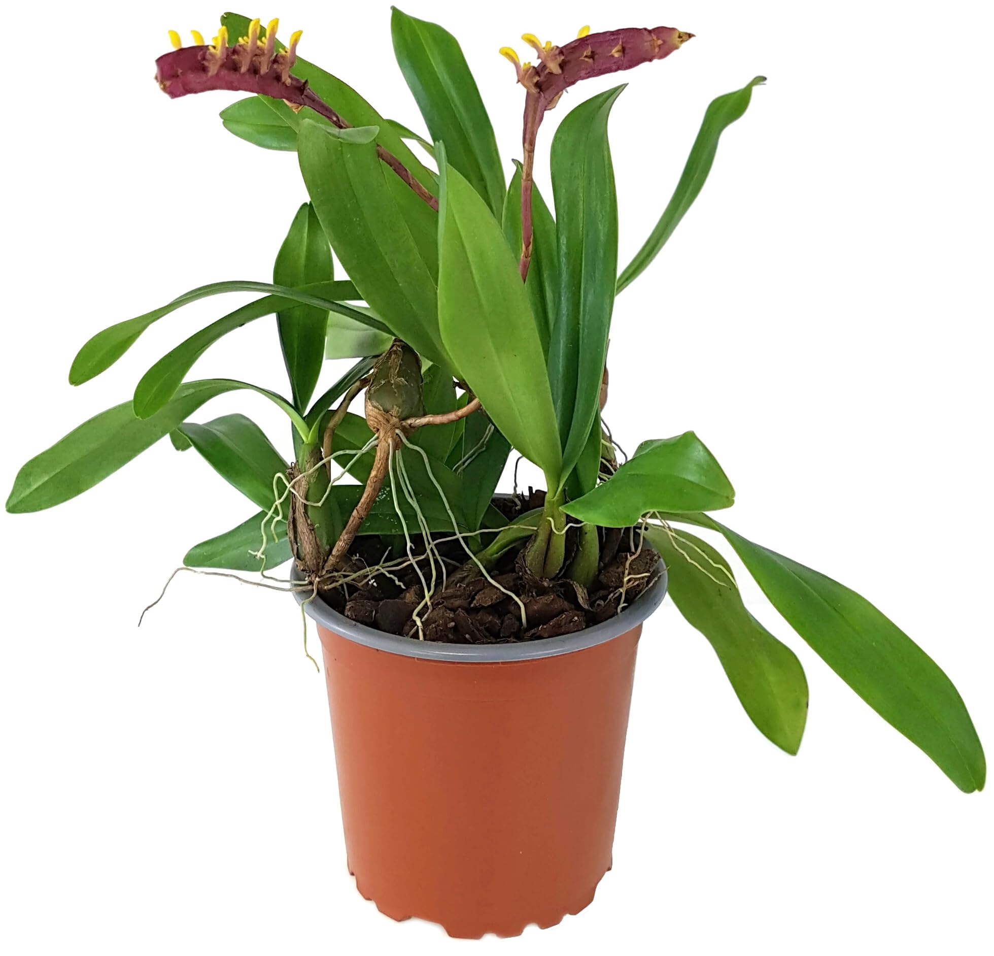 Bulbophyllum falcatum im Ø 9 cm Topf – exotische Orchidee mit außergewöhnlichem Blütenstand – pflegeleichte Zimmerpflanze für Fensterbank & Terrarium