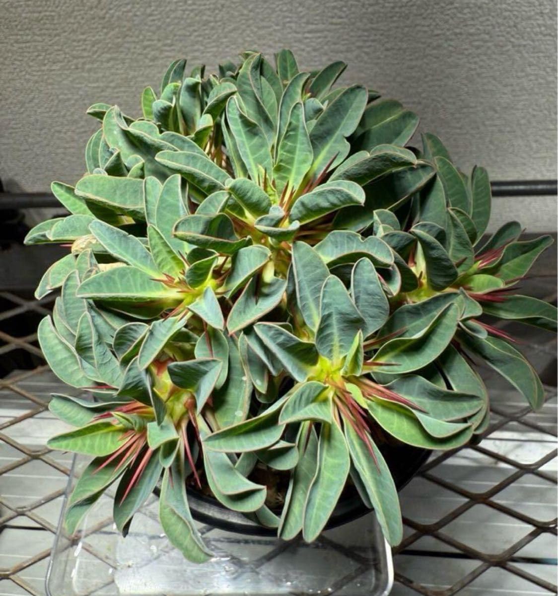 アガベ SAD アガベ『南アフリカダイヤモンド SAD』 | Lucky Summer