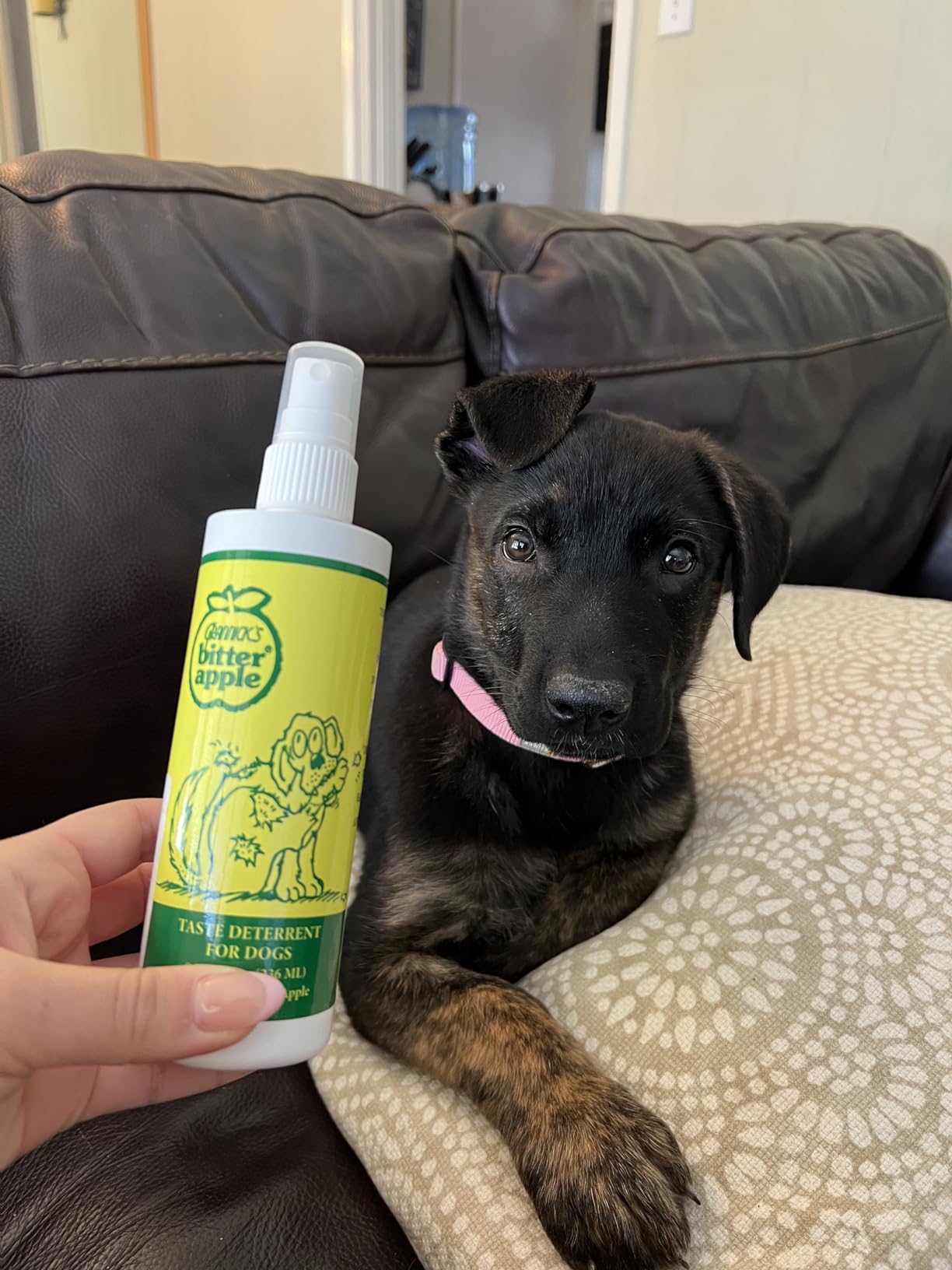 Great Spray for Anti-chewing