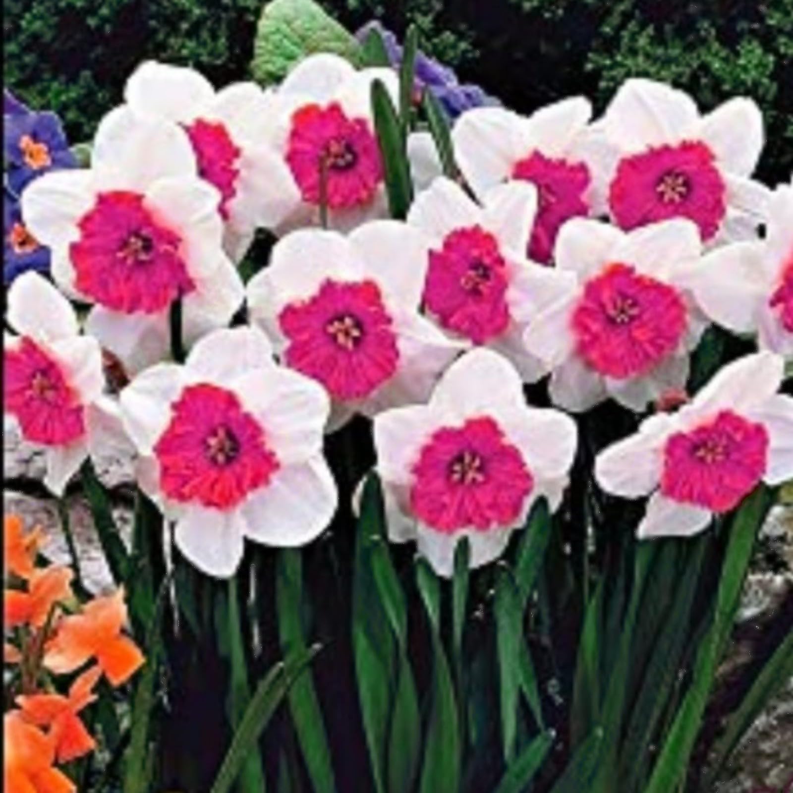 Gorgeous Daffodil Bulbs Mix for Planting Now UK/Good for Containers/Natural Organic/Strong Plants That Grow Well/Perennials,Fragrant,Greening Flower/Landscape Design Plants.