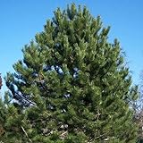 Pinus nigra (Austrian Pine, European Black Pine) Tree Seeds, Attractive Appearance, Cold Hardy, Seeds by MySeeds.Co, You Choose The Amount (Trial Packet Size)