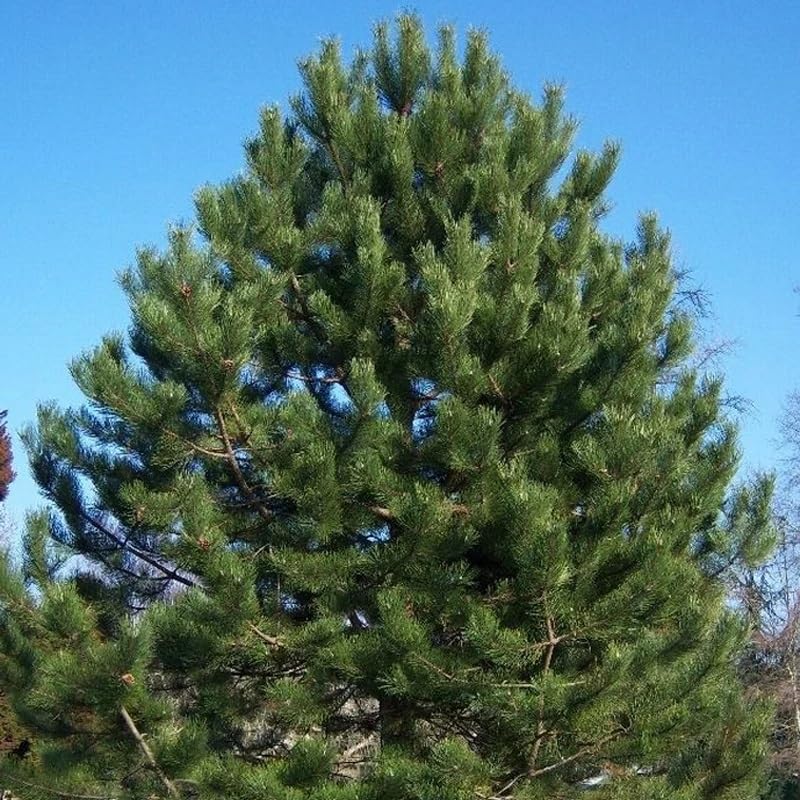 Pinus nigra (Austrian Pine, European Black Pine) Tree Seeds, Attractive Appearance, Cold Hardy, Seeds by MySeeds.Co, You Choose The Amount (0.25 oz)