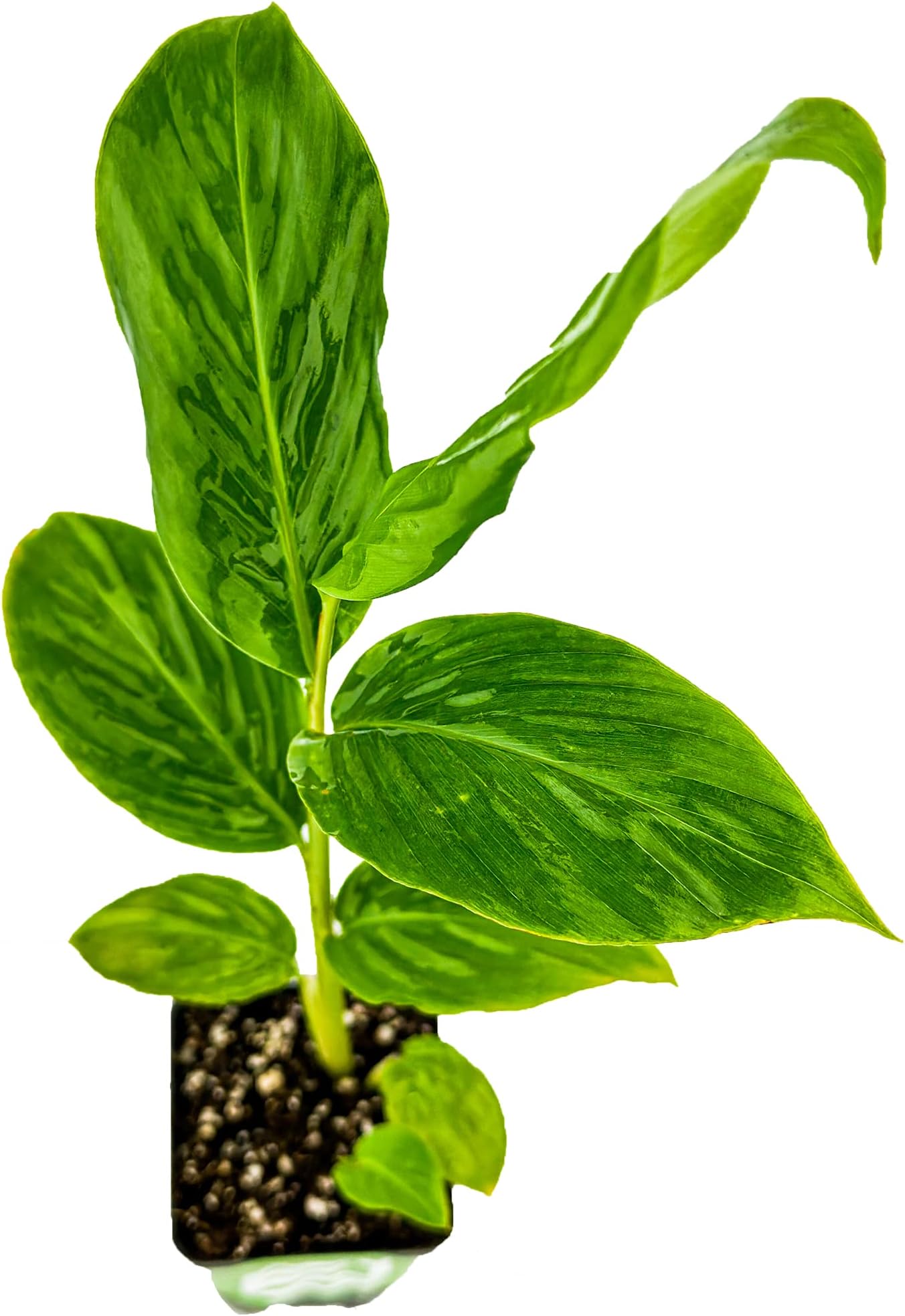 Dwarf Red Ginger Live Plant - Alpinia purpurata - Premium Indoor/Outdoor Tropical Flora - by Wellspring Gardens - Perfect for Garden Enthusiasts, Ginger Plant and Live Plant Collections