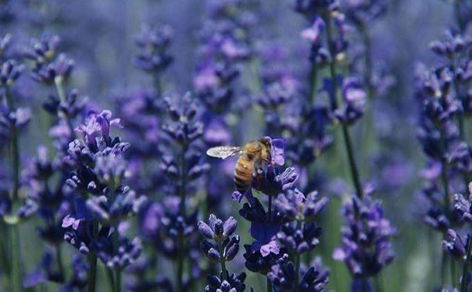 TooGet Lavanda Culinaria en Capullo, 113 g, Grado Premium miniatura 4