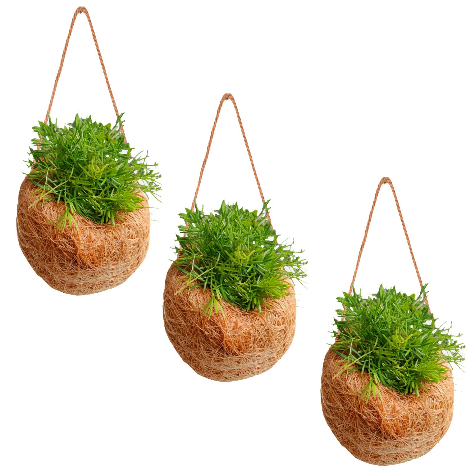 LIVEONCE Coir Coco Shell Small Hanging Planter for Indoor pllants -Set of 3 (B08J3WZJHR) Amazon Price History, Amazon Price Tracker