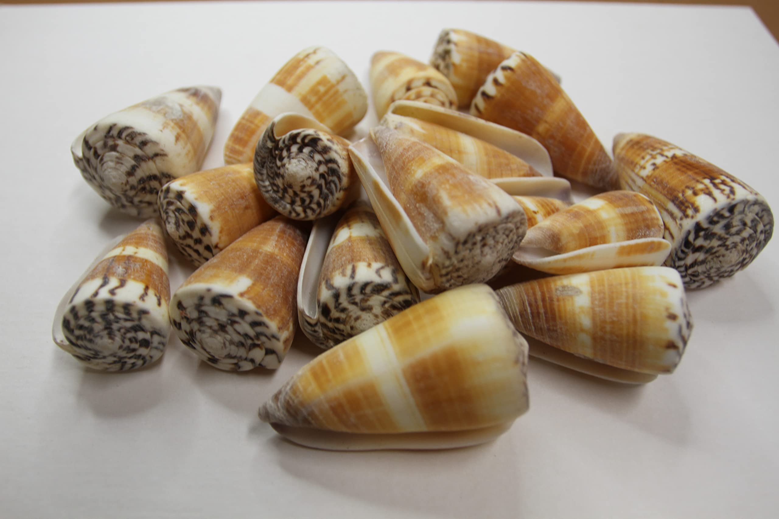 Amazon.com: Conus Planorbis Pack of 5 ~ Golden Cone-Shaped