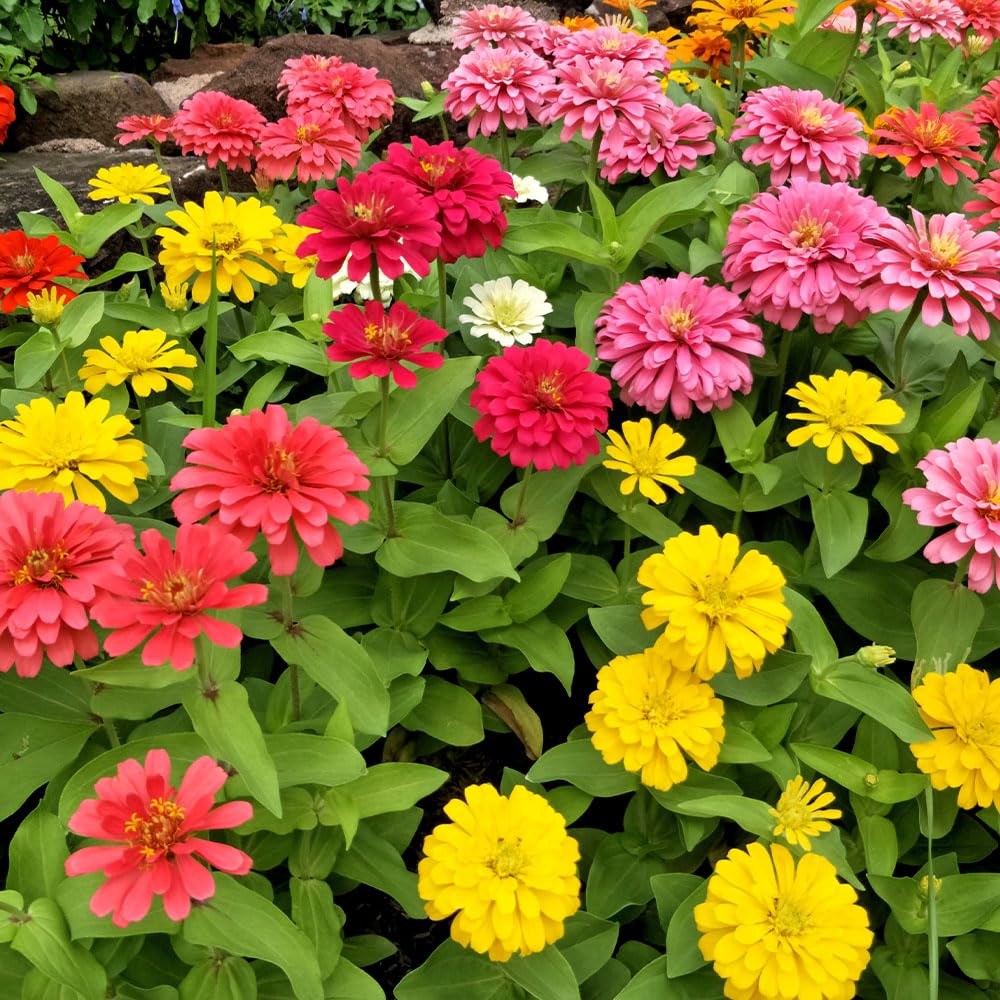 Zinnia Choice Mix Seeds – Exotic Forms & Bold Colours – RHS Plants for Pollinators – Half Hardy Annual – for Your Beautiful Garden