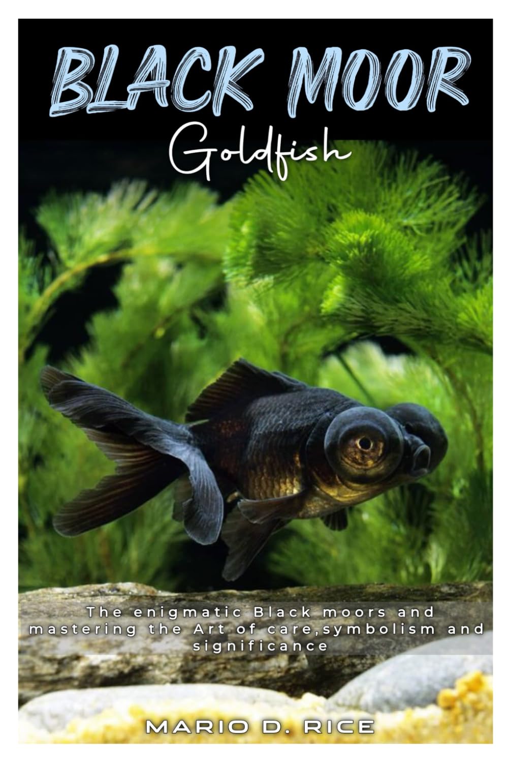 BLACK MOOR GOLDFISH: The enigmatic black moors and mastering the art of care, symbolism and significance