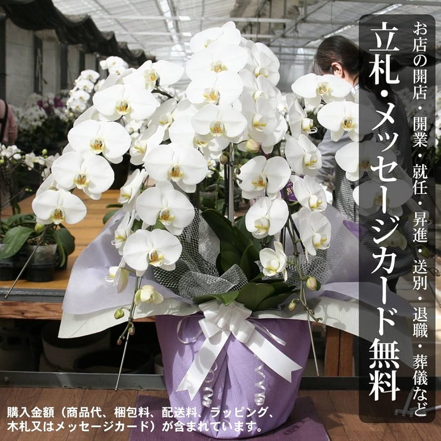 胡蝶蘭　生花　５本立ち ロング＋木札＋専用箱サービス Amazon｜胡蝶蘭 【5本立ち】 開店・開業祝い 高級生花 生産地