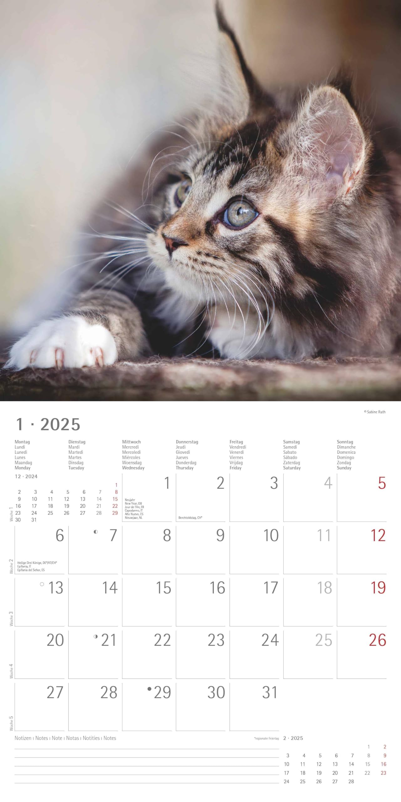 Alpha Edition - Katzen 2025 Broschürenkalender, 30x30cm, Wandkalender mit Platz für Notizen und Termine, schöne Motive von Katzen, Monatsübersicht und Ferientermine DE/AT/CH