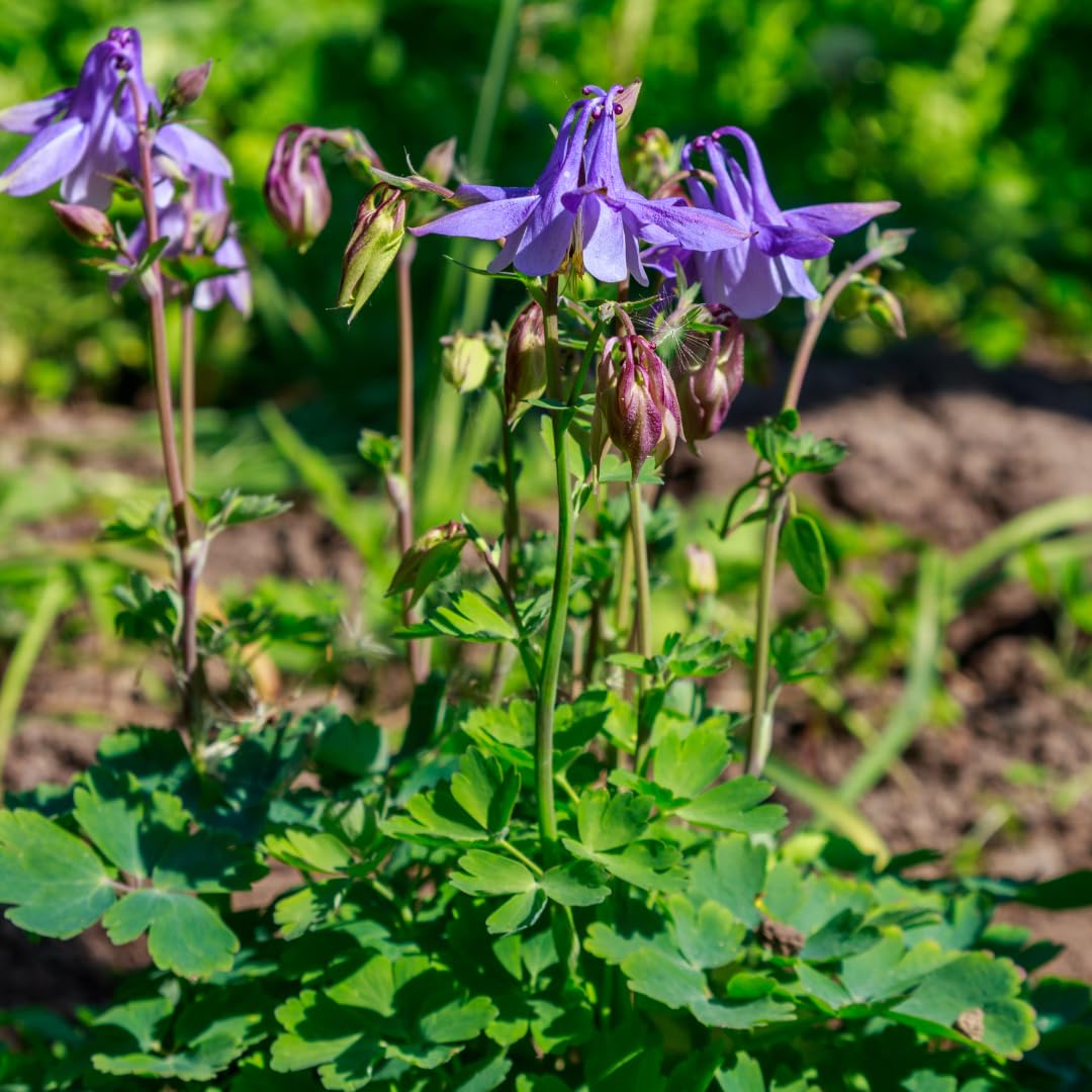 Aquilegia Vulgaris con Vaso, per Giardino, Colori Misti, 24 Pezzi 10-25cm