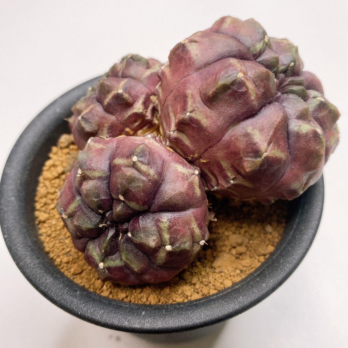 Amazon.co.jp: 3頭DAYDREAM！ビッグサイズ！多肉植物 サボテン