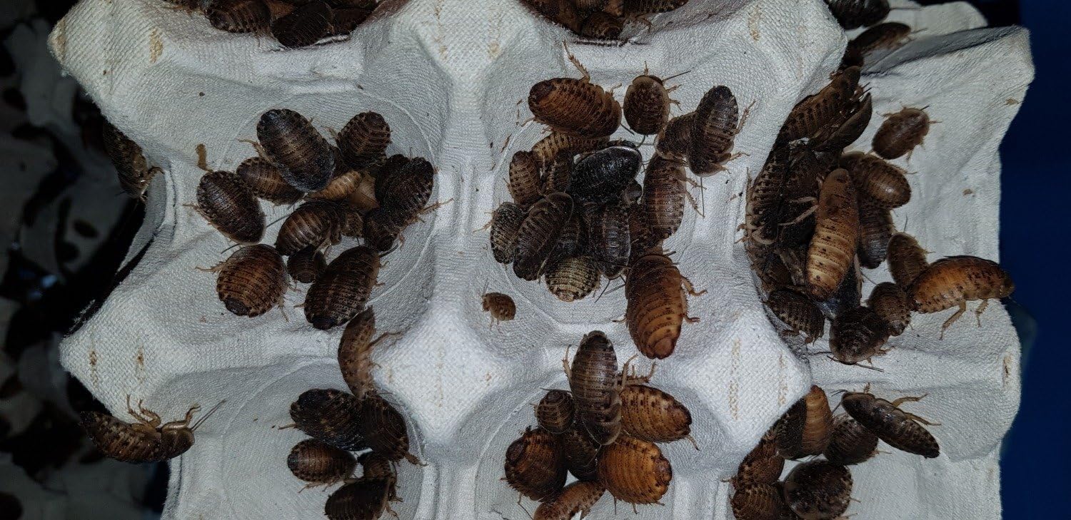Isopod Gisby-Dubia Roaches,Blaptica Dubia,Live food feeding (Pack of 50)- (Medium)