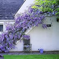 Japanese Wisteria Floribunda Purple Vine Climber Seeds - 10 Pack for Stunning Cascading Garden Blooms