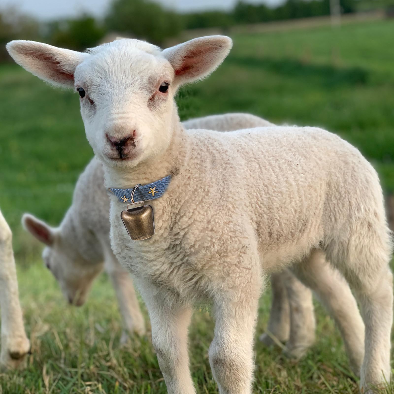 VICASKY Campanelle da Appendere per Animali da Fattoria in Rame, Set da 16 Pezzi Leggere e Superficie Liscia per Allevamento e Pascolo Colore Casuale