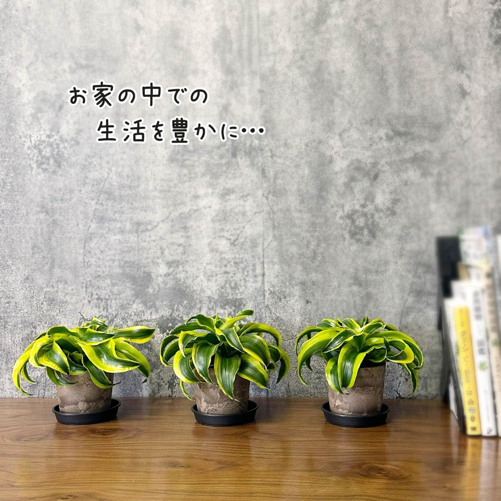 Amazon｜ドラセナ トルネード 4号 白セラアート鉢 鉢皿付｜観葉植物