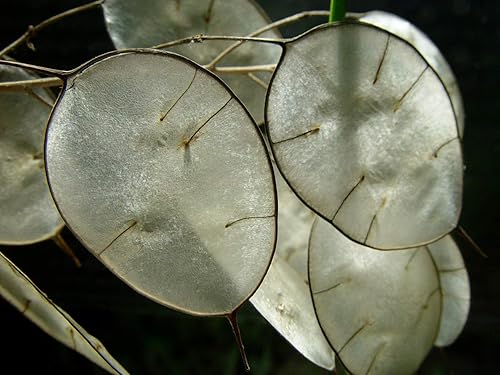 Semillas Silver Dollar Flowers (Money Plant) Lunaria Mix - 25 Semillas