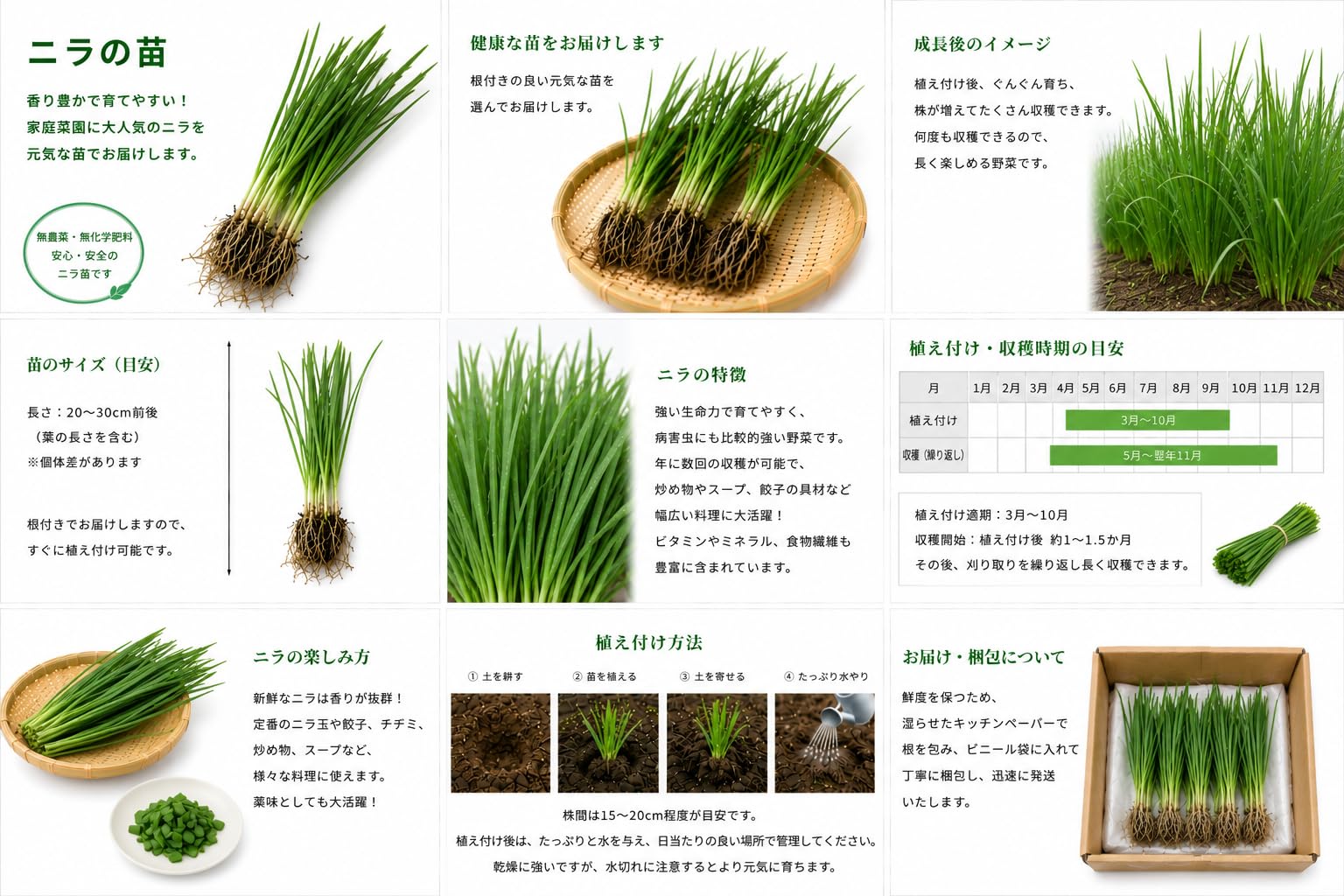 Amazon.co.jp: ニラの苗 50株セット 家庭菜園 薬味野菜の苗 無農薬