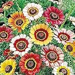 1000 Rainbow Painted Daisy Seeds - Wonderful Cut Flower