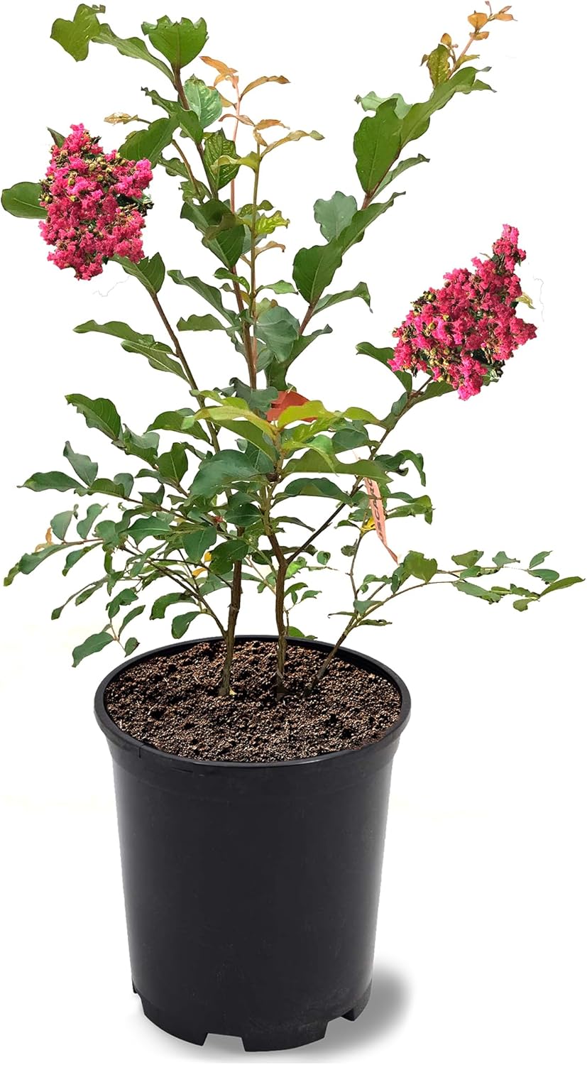 Natchez Crape Myrtle, Exfoliating Bark, Cotton-White Flowering, Vivid Foliage, 12-18 in. Tree Height, 1 gal Nursery Pot (Due to Agricultural Laws, we Cannot Ship to CA, AZ, AK, or HI), 2 Trees