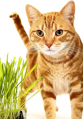 Semillas de hierba gatera para brotar - Trigo rojo duro de invierno, sin OMG, hierba de trigo de alta germinación (14 libra) disponible en Yaxa Peru