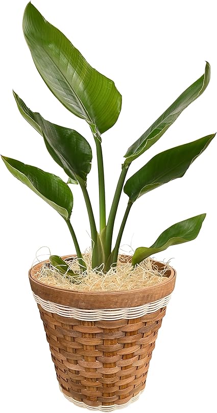 Amazon 観葉植物 オーガスタ インテリア グリーン 6号鉢 バスケット 花のギフト社 観葉植物 通販 Amazon 観葉植物 オーガスタ インテリア グリーン 6号鉢 バスケット 花のギフト社 観葉植物 通販